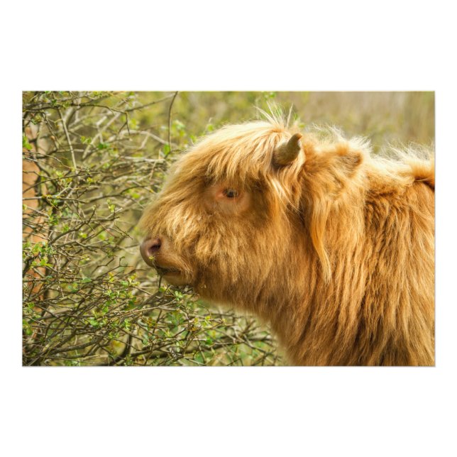 Young Highland Cow Fototryck (Framsidan)