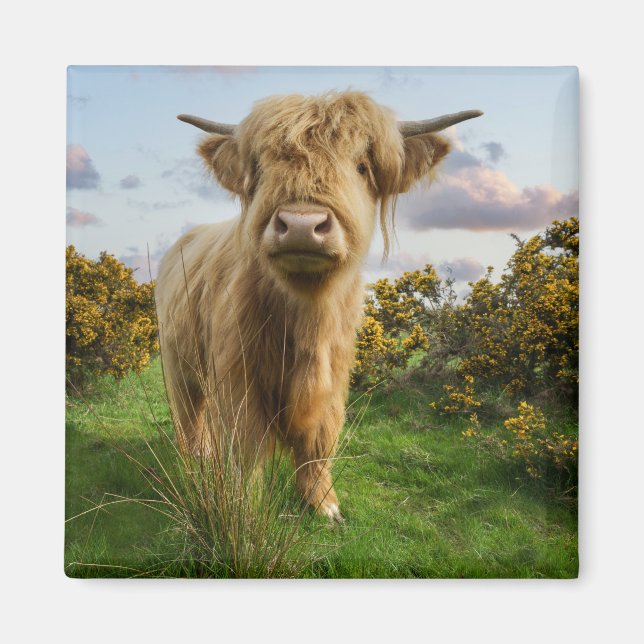 Young Highland Cow Magnet (Framsidan)
