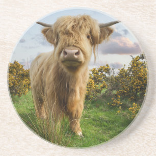 Young Highland Cow Underlägg