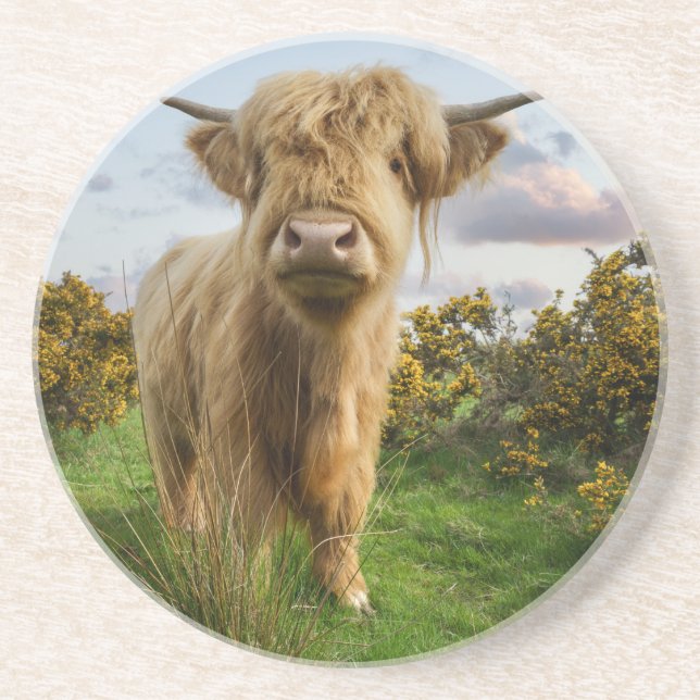 Young Highland Cow Underlägg (Framsidan)