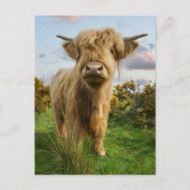 Young Highland Cow Vykort