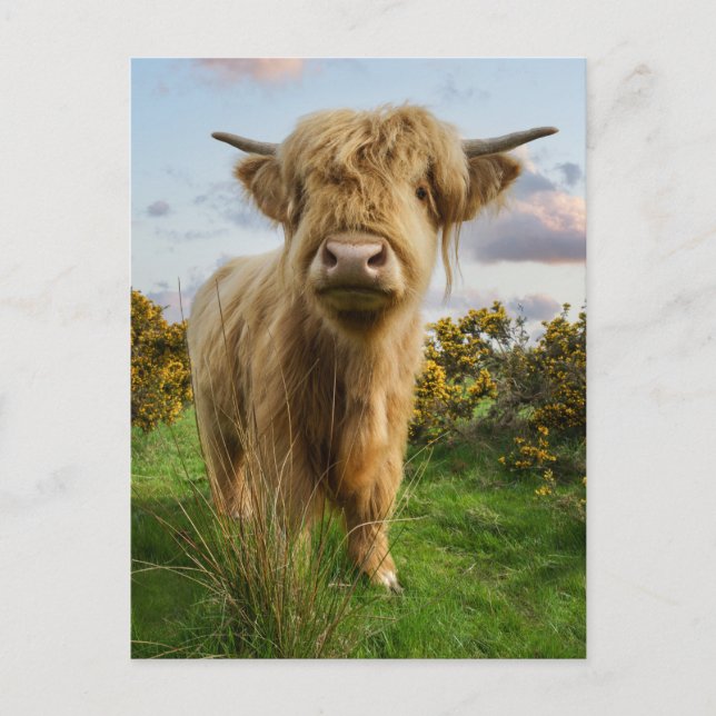 Young Highland Cow Vykort (Framsida)