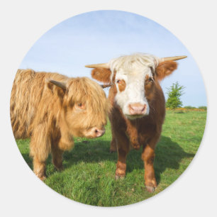 Young Highland Cows Fleece Blanket Runt Klistermärke