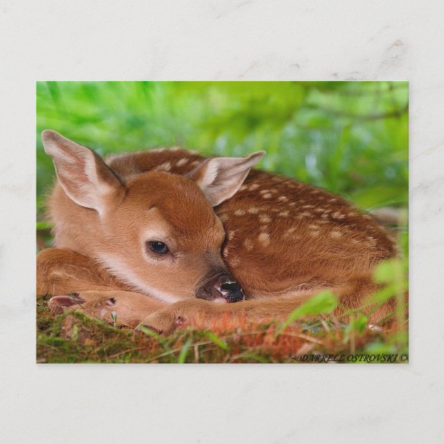 Young_Hjort_Fawn-1 Vykort (Framsida)