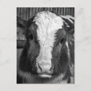 Young Holstein Dairy Bull Calf in Black and White Vykort