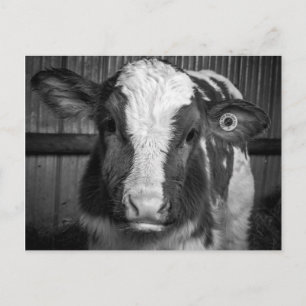 Young Holstein Dairy Bull Calf in Black and White Vykort
