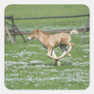 Young Horse Running Fyrkantigt Klistermärke