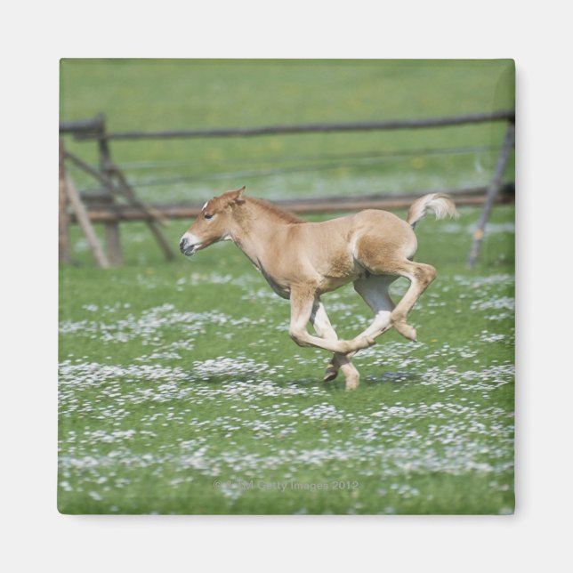 Young Horse Running Magnet (Framsidan)