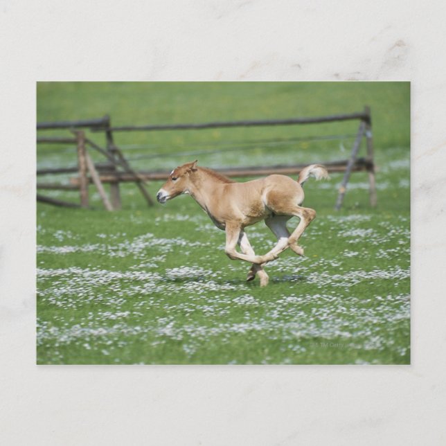 Young Horse Running Vykort (Framsida)