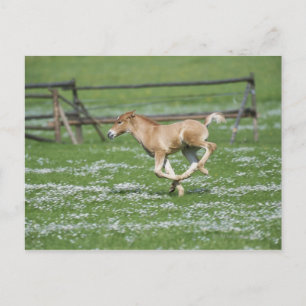 Young Horse Running Vykort