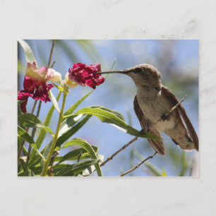 Young Hummer-vykort Vykort