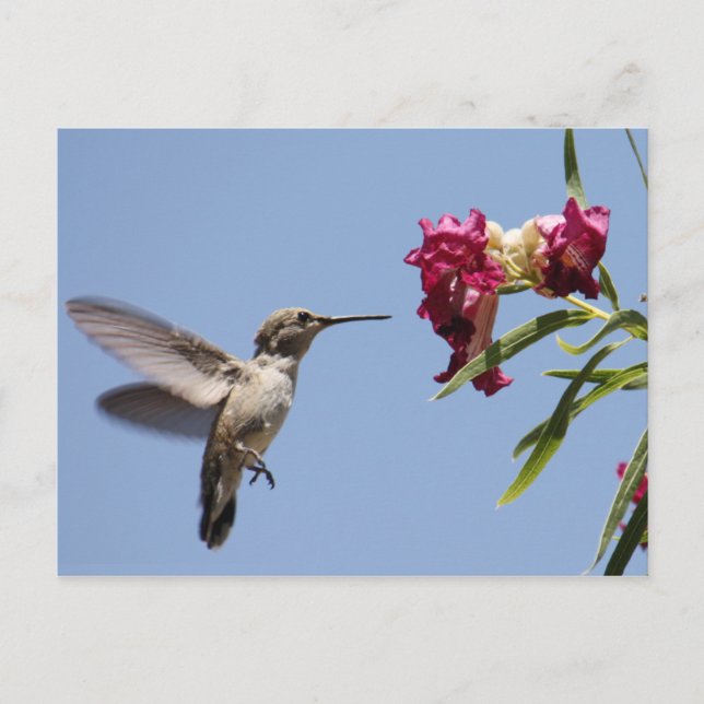 Young Hummingbird Postcard Vykort (Framsida)