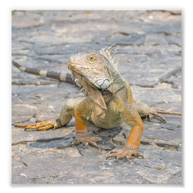 Young Iguana Fototryck (Framsidan)