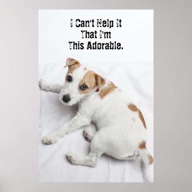 Young Jack Russell Terrier Poster (Framsidan)