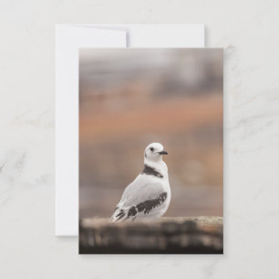 Young KittivaktBird Nature Photo Kort