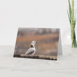 Young Kittivaktseagul Nature Photo Kort