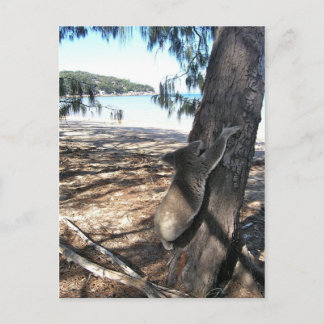 Young Koala, Geoffrey Bay, Magnetic Island Vykort