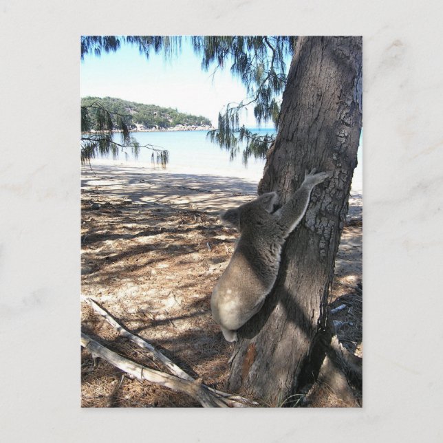 Young Koala, Geoffrey Bay, Magnetic Island Vykort (Framsida)