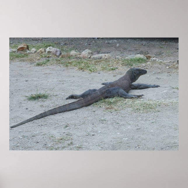Young Komodo Dragon Poster (Framsidan)