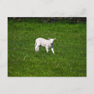 Young Lamb i Yorkshire Dales Vykort