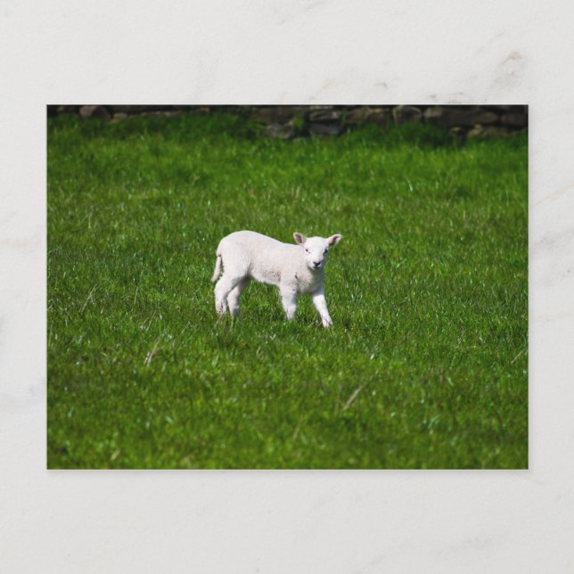 Young Lamb i Yorkshire Dales Vykort (Framsida)