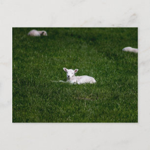 Young Lamb Vykort