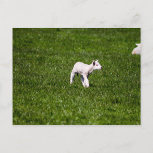 Young Lamb Vykort