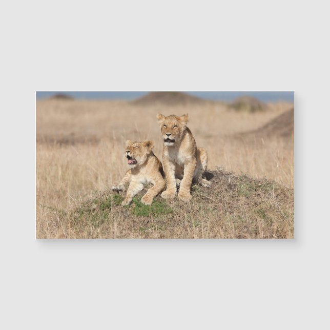 Young lejon (Framsida)