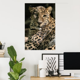 Young Leopard Unge Art Gifts Poster