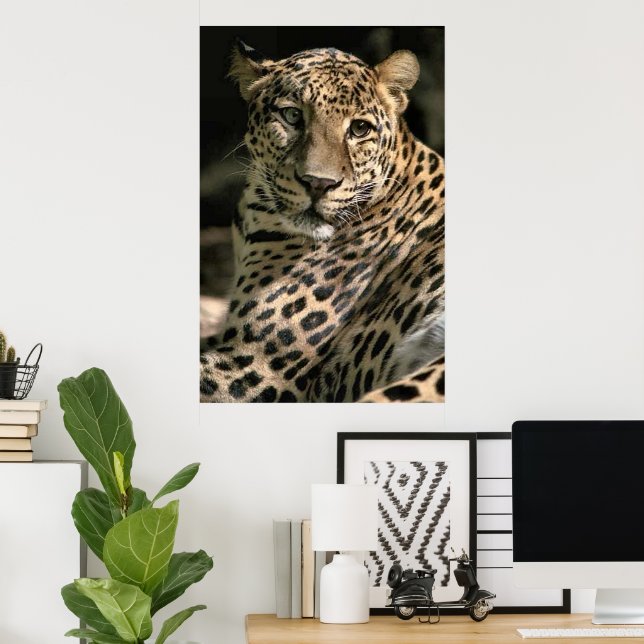 Young Leopard Unge Art Gifts Poster (Hemmakontoret)