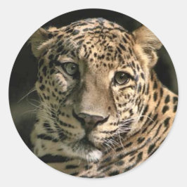 Young Leopard Unge Art Gifts Runt Klistermärke