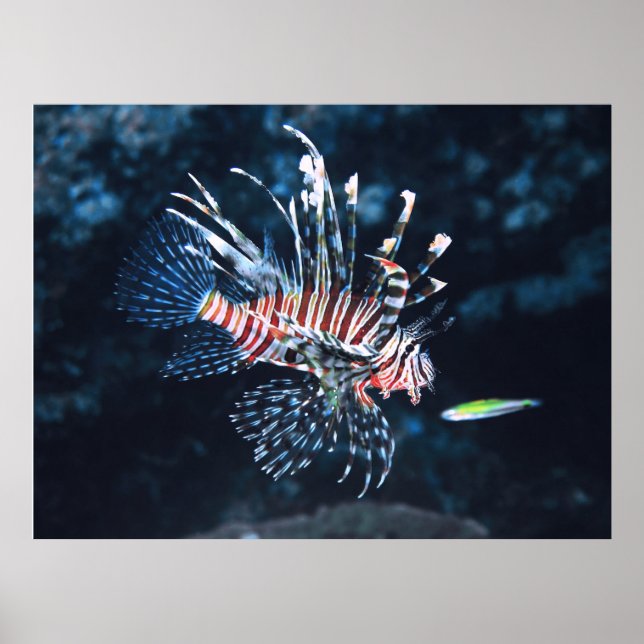 Young Lionfish Poster (Framsidan)