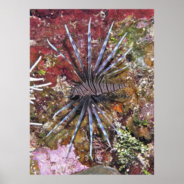 Young Lionfish Poster (Framsidan)