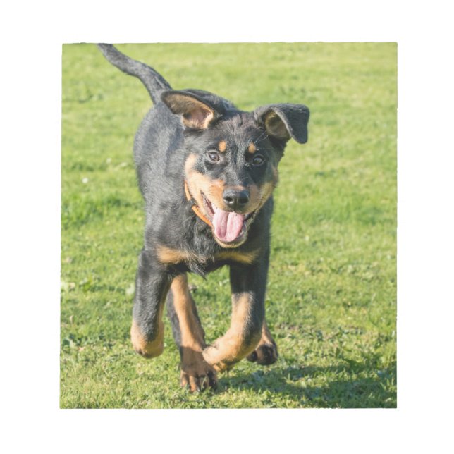 Young lycklig Beauceron sheepdog i gras Anteckningsblock (Framsida)