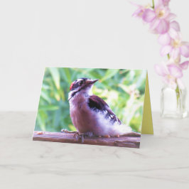 Young Male Downy Woodpecker på Railing Kort