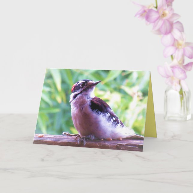 Young Male Downy Woodpecker på Railing Kort (Orkide)