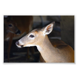 Young Male Nyckel Hjort, Florida Fototryck