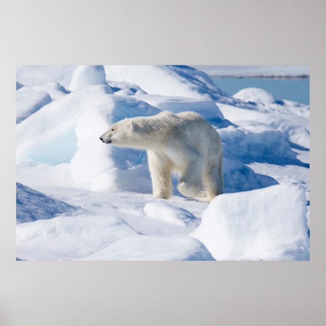 Young Male Polar Bear Poster (Framsidan)