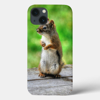 Young Male Squirrel, permanent Wildlife Photo