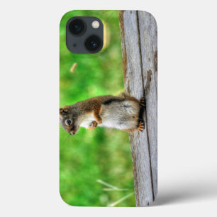 Young Male Squirrel, permanent Wildlife Photo