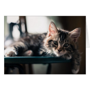 Young Male Tabby katt 2 Hälsningskort
