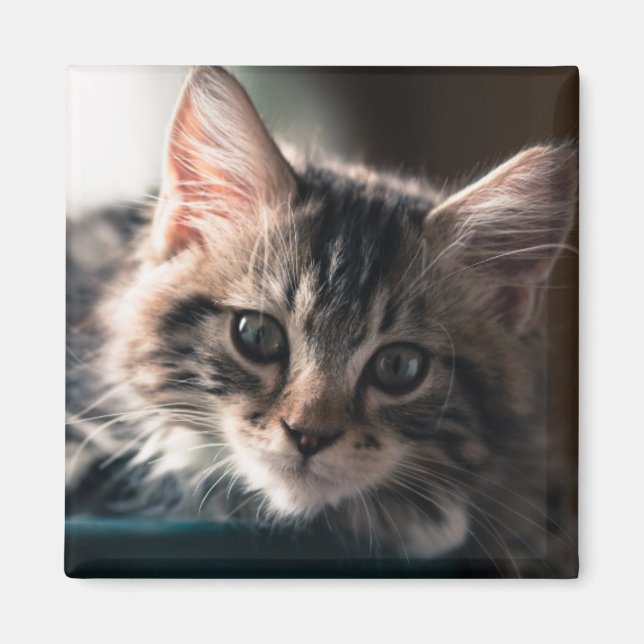 Young Male Tabby katt 2 Magnet (Framsidan)