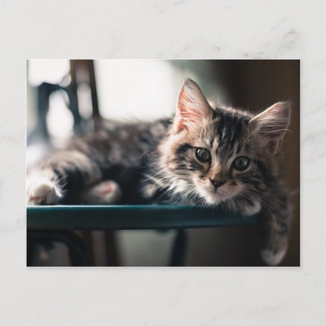 Young Male Tabby katt 2 Vykort (Framsida)