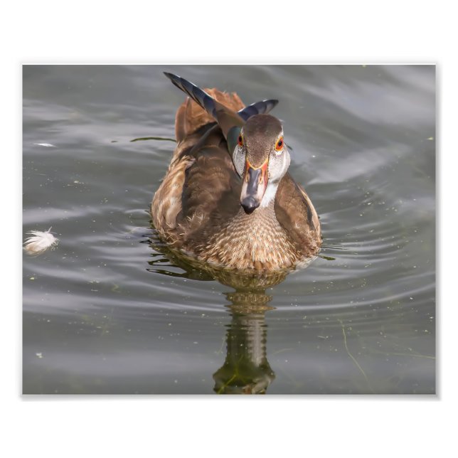 Young Male Wood Anka på Pond Fototryck (Framsidan)