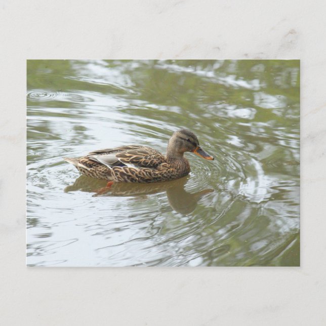 Young Mallard Anka - Roath Park Sjö, Cardiff, Före Vykort (Framsida)