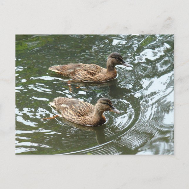 Young Mallard Anka Vykort (Framsida)