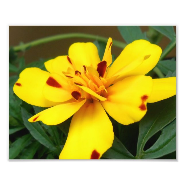 Young Marigold Photo Print Fototryck (Framsidan)