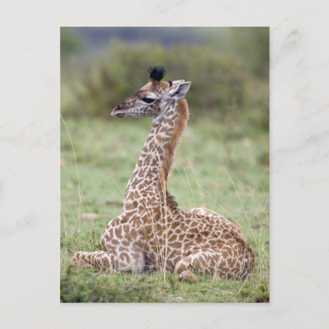 Young Masai Giraffe (Giraffa camelopardalis Vykort (Framsida)