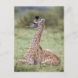 Young Masai Giraffe (Giraffa camelopardalis Vykort