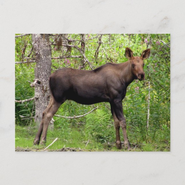 Young Moose Vykort (Framsida)